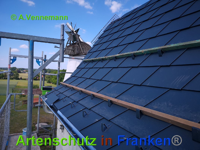 © Artenschutz in Franken® / Vennemann Bild zum Eintrag (1025268-160)
