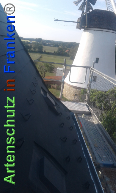 © Artenschutz in Franken® Bild zum Eintrag (1025361-160)