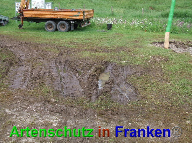 © Artenschutz in Franken® / Mehrtens Bild zum Eintrag (1025495-160)