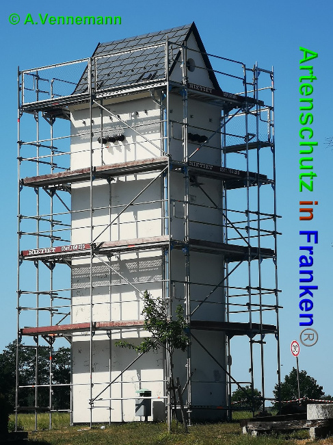 © Artenschutz in Franken® / A. Vennemann Bild zum Eintrag (1025505-160)