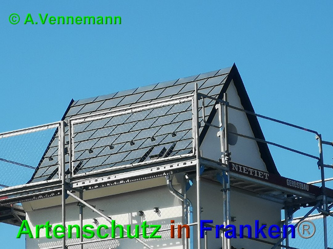 © Artenschutz in Franken® / A. Vennemann Bild zum Eintrag (1025506-160)
