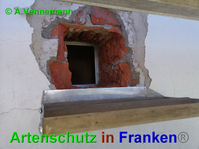 © Artenschutz in Franken® / A. Vennemann Bild zum Eintrag (1025508-160)