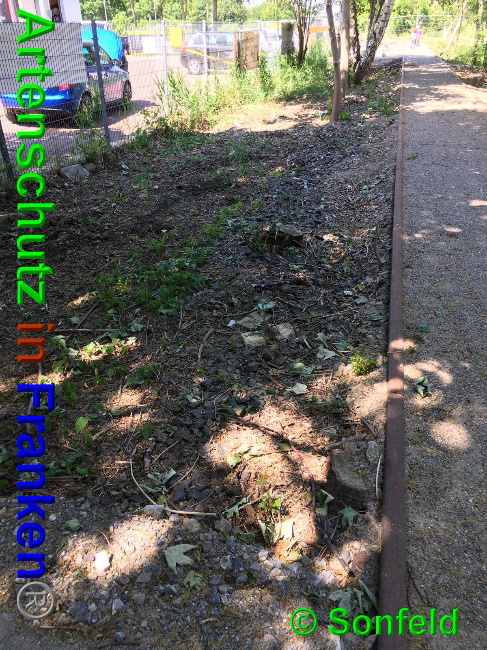 © Artenschutz in Franken® / Sonfeld Bild zum Eintrag (1025562-160)