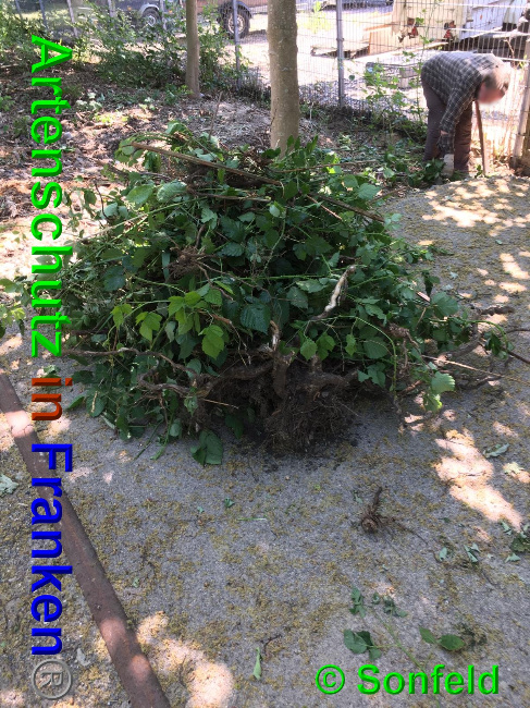 © Artenschutz in Franken® / Sonfeld Bild zum Eintrag (1025563-160)
