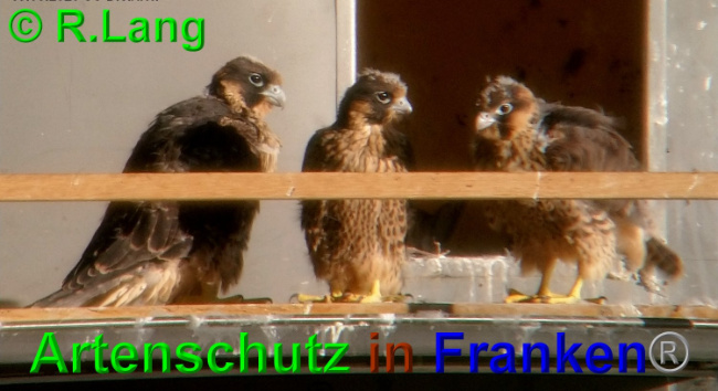 © Artenschutz in Franken® / R.Lang Bild zum Eintrag (1025635-160)