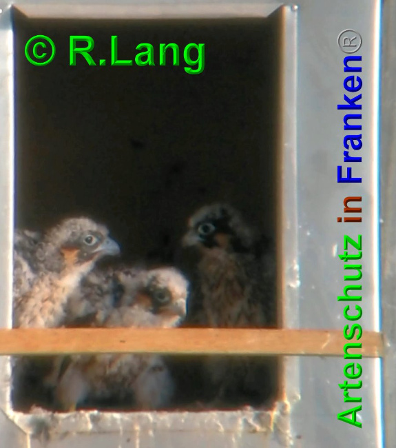 © Artenschutz in Franken® / R.Lang Bild zum Eintrag (1025636-160)