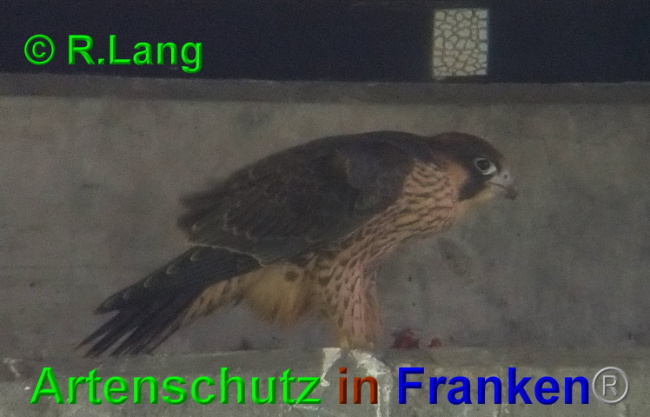 © Artenschutz in Franken® / R.Lang Bild zum Eintrag (1025637-160)