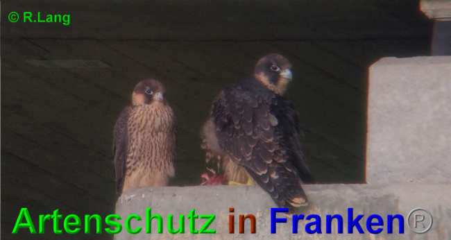 © Artenschutz in Franken® / R.Lang Bild zum Eintrag (1025638-160)