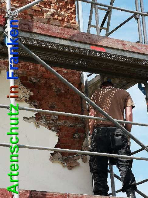 © Artenschutz in Franken® / Vennemann Bild zum Eintrag (1025713-160)