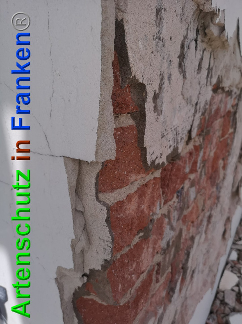 © Artenschutz in Franken® / Vennemann Bild zum Eintrag (1025717-160)