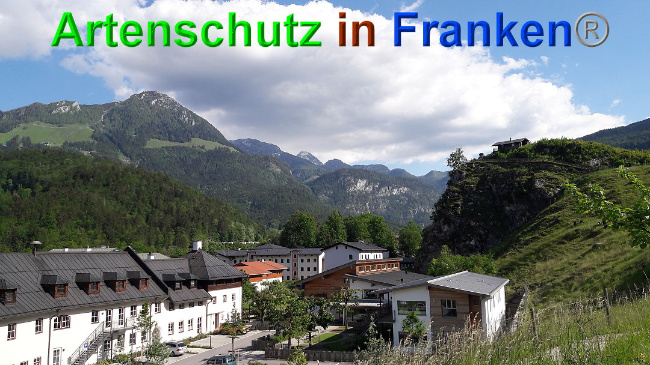 © Artenschutz in Franken® / Volkmar Greb Bild zum Eintrag (1025744-160)