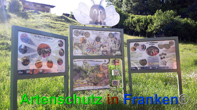 © Artenschutz in Franken® / Volkmar Greb Bild zum Eintrag (1025747-160)