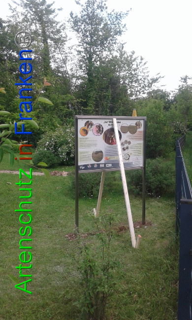 © Artenschutz in Franken® Bild zum Eintrag (1025845-160)