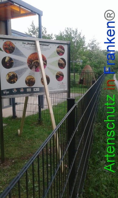 © Artenschutz in Franken® Bild zum Eintrag (1025848-160)