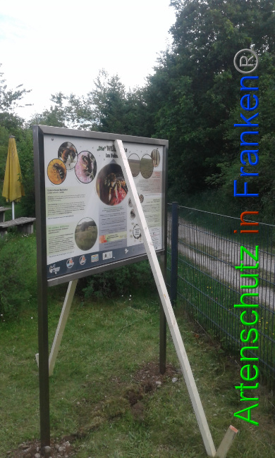 © Artenschutz in Franken® Bild zum Eintrag (1025849-160)