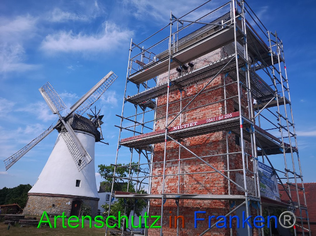 © Artenschutz in Franken® / Vennemann Bild zum Eintrag (1025888-160)