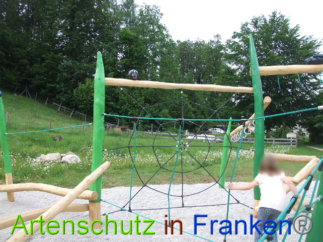 © Artenschutz in Franken® / Mehrtens Bild zum Eintrag (1026046-160)