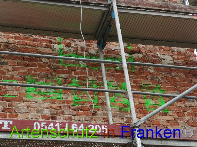© Artenschutz in Franken® / Vennemann Bild zum Eintrag (1026151-160)