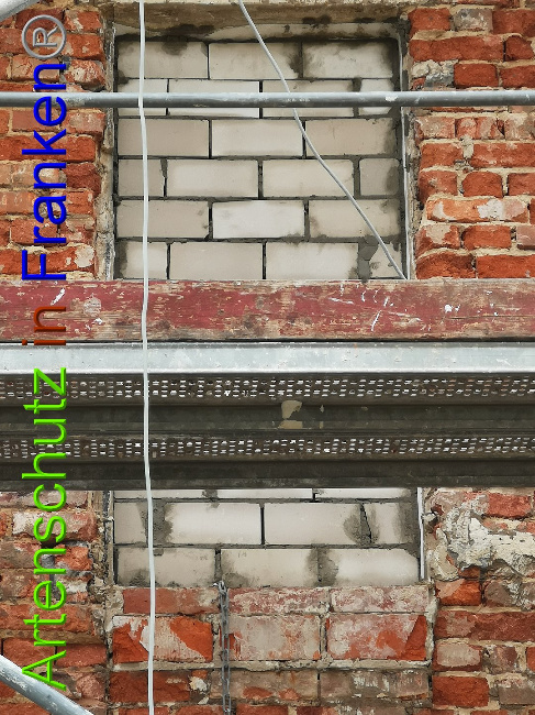 © Artenschutz in Franken® / Vennemann Bild zum Eintrag (1026153-160)