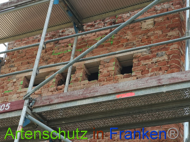 © Artenschutz in Franken® / Vennemann Bild zum Eintrag (1026193-160)