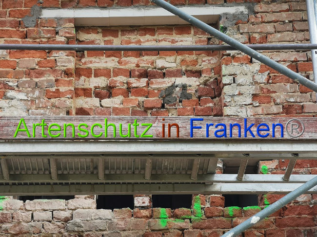 © Artenschutz in Franken® / Vennemann Bild zum Eintrag (1026195-160)