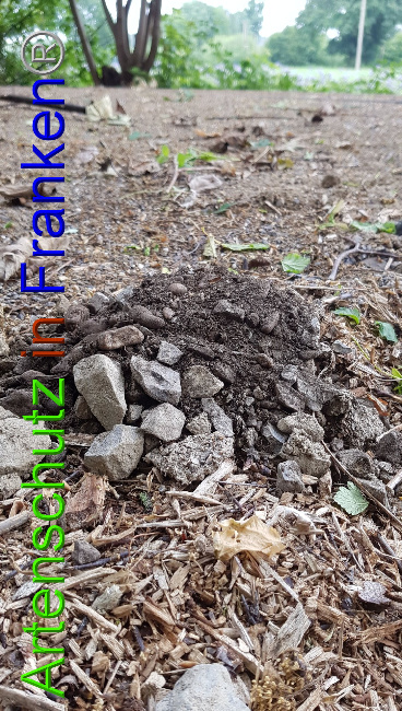 © Artenschutz in Franken® / M.Sonfeld Bild zum Eintrag (1026315-160)