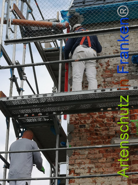 © Artenschutz in Franken® / Vennemann Bild zum Eintrag (1026415-160)