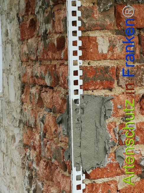 © Artenschutz in Franken® / Vennemann Bild zum Eintrag (1026416-160)