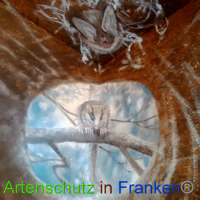 © Artenschutz in Franken® Bild zum Eintrag (1026492-160)