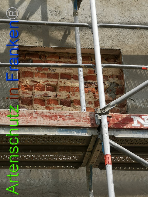 © Artenschutz in Franken® / Vennemann Bild zum Eintrag (1026508-160)
