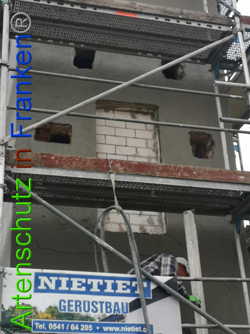 © Artenschutz in Franken® / Vennemann Bild zum Eintrag (1026511-160)