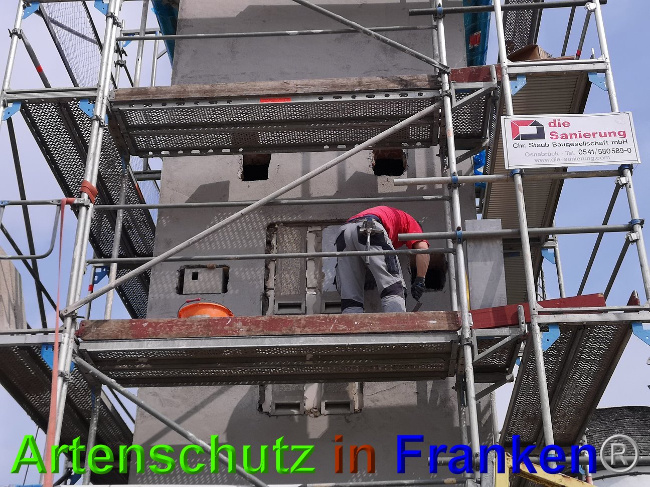 © Artenschutz in Franken® / Vennemann Bild zum Eintrag (1026601-160)