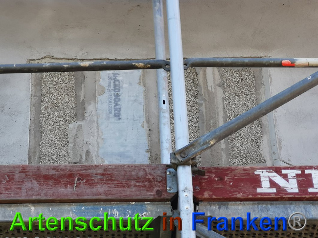 © Artenschutz in Franken® / Vennemann Bild zum Eintrag (1026635-160)