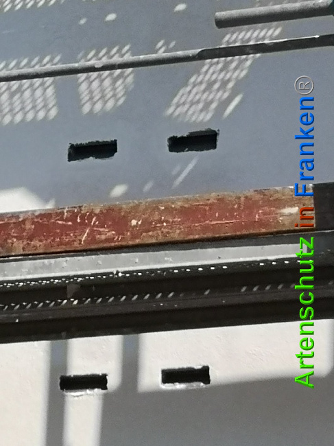 © Artenschutz in Franken® / Vennemann Bild zum Eintrag (1026826-160)