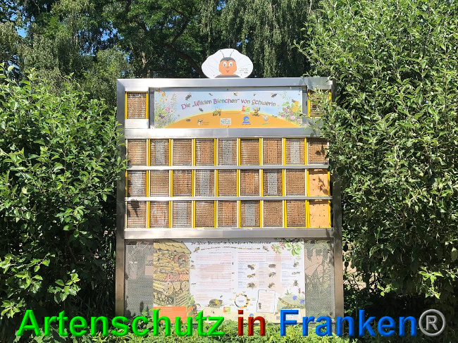 © Artenschutz in Franken® / Lange Bild zum Eintrag (1026834-160)