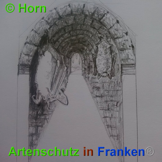 © Artenschutz in Franken® / Horn Bild zum Eintrag (1026897-160)