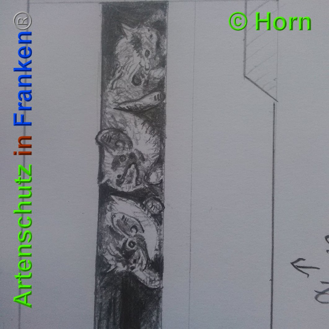 © Artenschutz in Franken® / Horn Bild zum Eintrag (1026899-160)