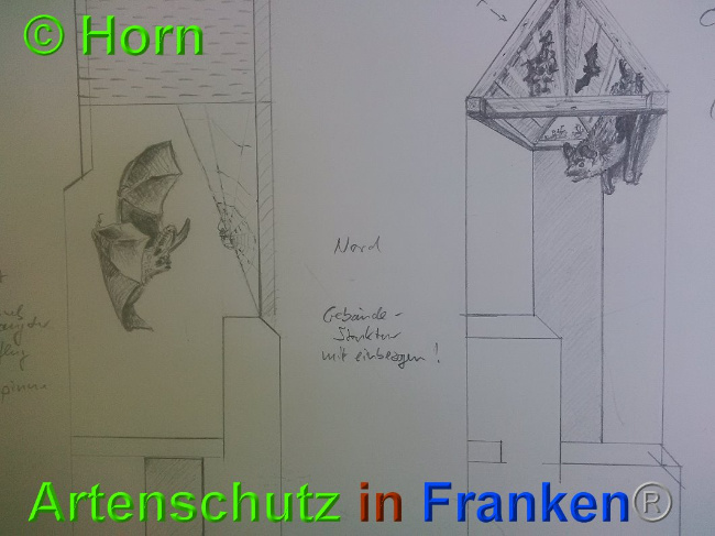 © Artenschutz in Franken® / Horn Bild zum Eintrag (1026902-160)