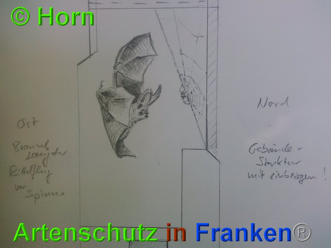 © Artenschutz in Franken® / Horn Bild zum Eintrag (1026903-160)