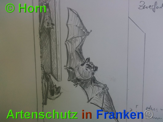 © Artenschutz in Franken® / Horn Bild zum Eintrag (1026904-160)