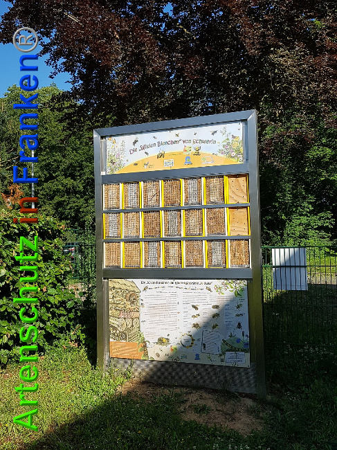 © Artenschutz in Franken® / Brinkmann Bild zum Eintrag (1026941-160)