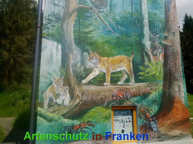 © Artenschutz in Franken® Bild zum Eintrag (1026979-160)