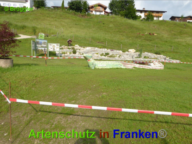 © Artenschutz in Franken® / Brüggler Bild zum Eintrag (1027063-160)