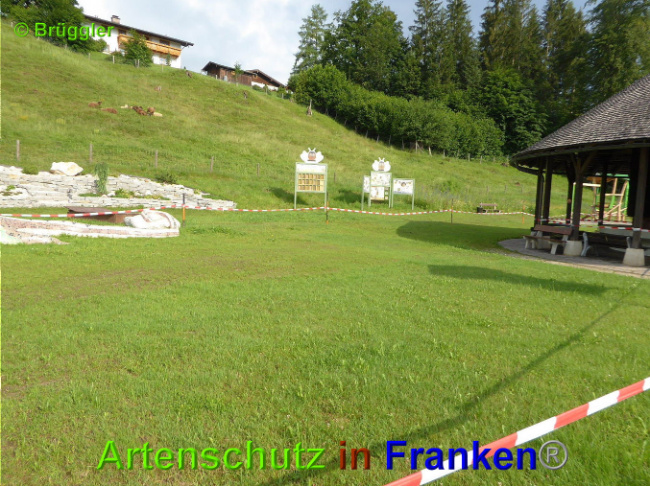 © Artenschutz in Franken® / Brüggler Bild zum Eintrag (1027064-160)
