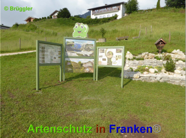 © Artenschutz in Franken® / Brüggler Bild zum Eintrag (1027065-160)