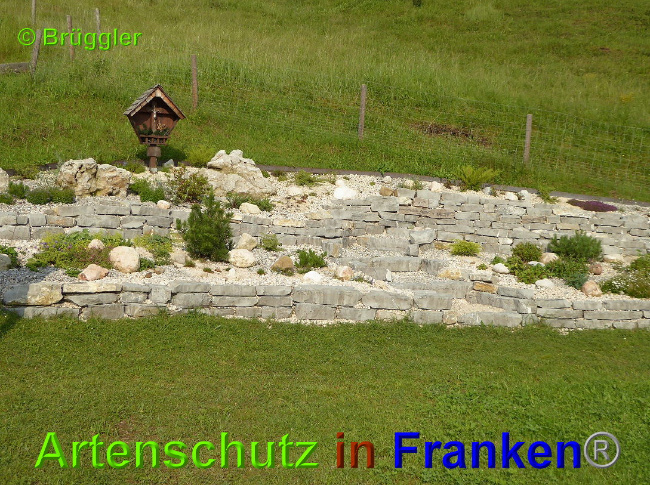 © Artenschutz in Franken® / Brüggler Bild zum Eintrag (1027066-160)