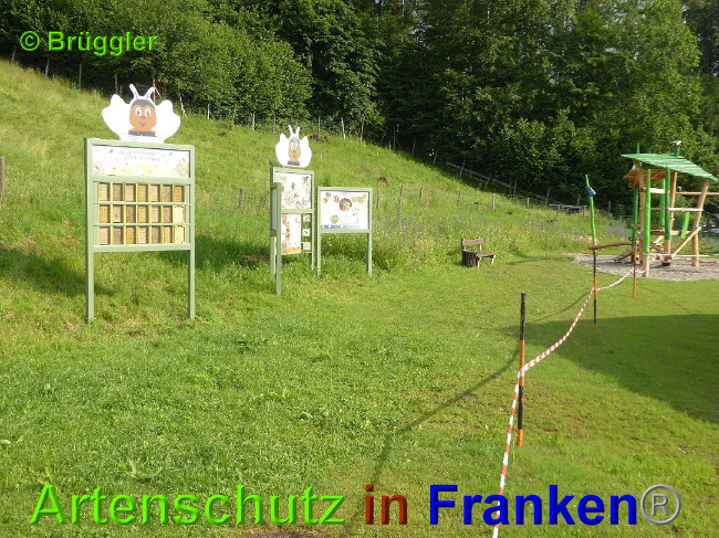 © Artenschutz in Franken® / Brüggler Bild zum Eintrag (1027068-160)