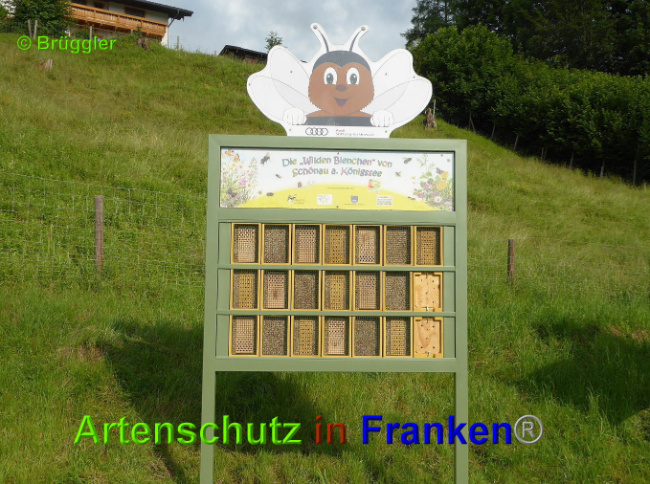© Artenschutz in Franken® / Brüggler Bild zum Eintrag (1027069-160)