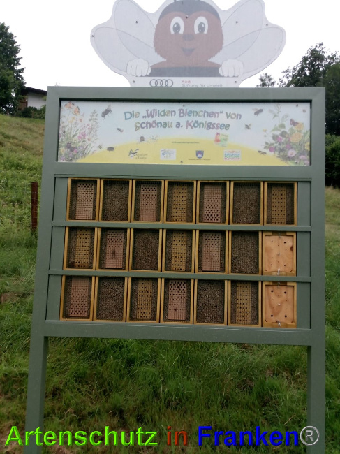 © Artenschutz in Franken® Bild zum Eintrag (1027071-160)