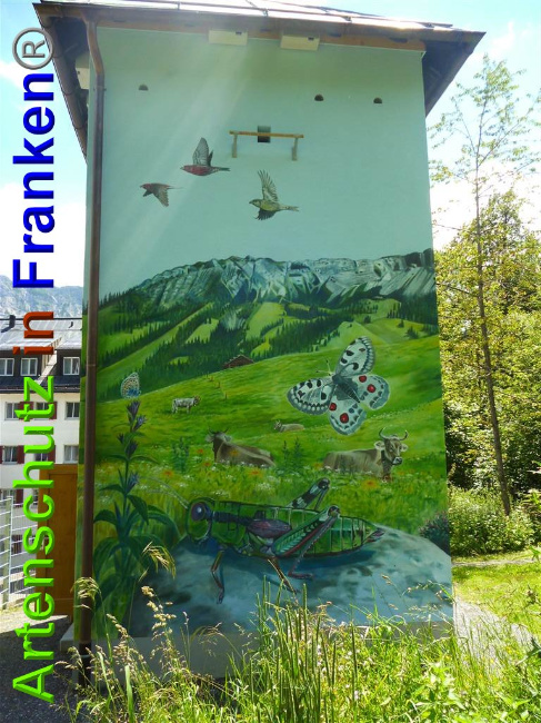 © Artenschutz in Franken® / Müller Bild zum Eintrag (1027157-160)